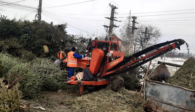 Drága díszből tüzelő: 200 tonna karácsonyfa végzi a „szemétben” Sepsiszentgyörgyön