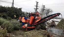 Drága díszből tüzelő: 200 tonna karácsonyfa végzi a „szemétben” Sepsiszentgyörgyön