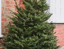 Nem vész kárba a karácsonyfa: ez lesz belőle Hargita megyében