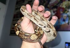 Illegális kígyó- és pókneveldét találtak egy bihari tömbházlakásban (FOTÓK)