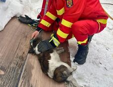 Utolsó pillanatban mentettek ki egy kutyát a lángoló házból