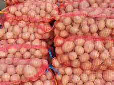 Lehet pályázni – Zöldség- és burgonyatermesztők kérhetnek támogatást