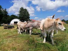 Génmegőrzési központ jöhet létre Csíkszeredában