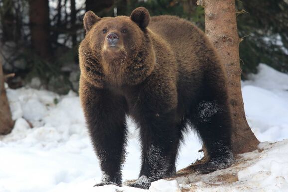 Milliós beruházást hagytak jóvá a vadállatok távoltartására a lakott területektől