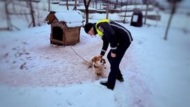 Bírságolt a rendőrség a nem megfelelő kutyatartás miatt