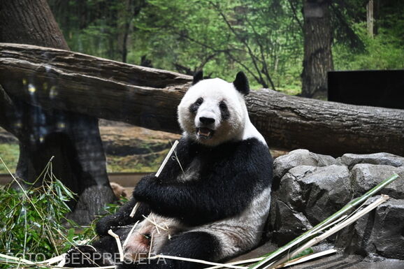Visszaküldték Kínába Japán utolsó óriáspandáit – Közel ötven év után pandák nélkül marad az ország