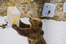 Ismét jósolnak a Marosvásárhelyi Állatkert medvéi 