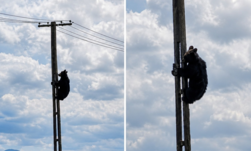 „Villanyszerelőnek” állt egy medve Brassó mellett – Látványos videó készült róla