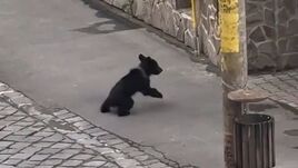 Medvebocs bukkant fel Székelyudvarhely központjában (VIDEÓ)