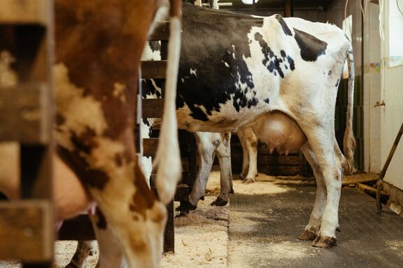 Mentőöv a gazdáknak: tehenenként járó támogatást és műtrágya-kompenzációt javasol az RMDSZ