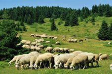 Kiskérődző-pestis Maros megyében: több mint nyolcszáz egyedet kell megsemmisíteni