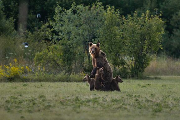 FRISSÍTVE – Kétszer is betört egy házba a medve három bocsával és kifosztották a hűtőt (VIDEÓ)
