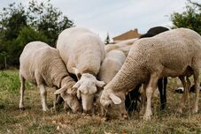 Betehet az hazai juhexportnak a kiskérődzők pestise és a juhhimlő