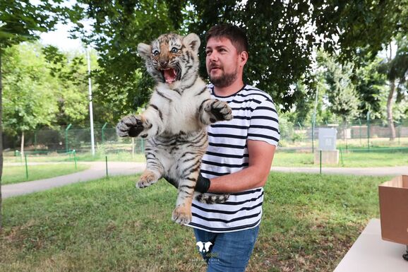Szibériai tigriskölykök születtek a nagyváradi állatkertben (FOTÓ)