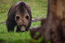 Hiába próbálták elűzni, nem tágított a portáról: kilőtték a húsz tyúkot elpusztító medvét