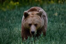 Szerdán dől el a medvekvótáról szóló törvény sorsa