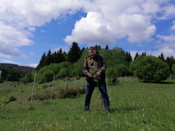 Kincset rejtő mogyorógyökerek Csíkmadarason – A szarvasgomba-termesztésben hisz a kertészmérnök