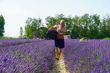 Varázsföldön jártunk: a levendulaültetvénnyel egy álma vált valóra a Cseke házaspárnak