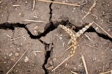 Nagyon betehet idén a mezőgazdaságnak az El Nino