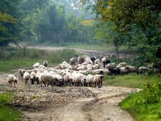 Juh- és kecskehimlő-gócot azonosítottak Maros megyében – több tucat településen korlátozásokat vezettek be
