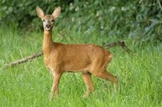 „Megrészegedett” őztől hangos az internet (VIDEÓ)