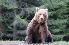 Kolozs megye: medve kószált egy iskola melletti buszmegállóban (VIDEÓ)