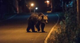Menekülnek az anyamedvék a hímek elől: ezért van most ennyi nagyvad a falvakban 