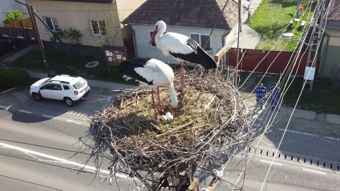 Húsz éve követhetjük a sáromberki gólyák mindennapjait webkamerán