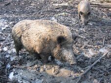 Vaddisznók okoztak riadalmat egy Nagyvárad melletti községben