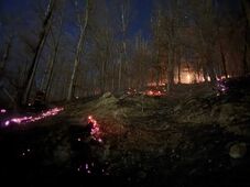 Két hektáron lángolt a száraz növényzet Nagybánya környékén