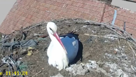 Maros megye: visszatért a gólya Sáromberkére (VIDEÓ)