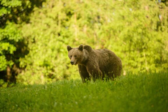 Megszavazta a szenátus a medvekilövési kvóta megduplázását – Közel 860 egyed lenne a keret 