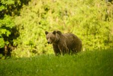 Megszavazta a szenátus a medvekilövési kvóta megduplázását – Közel 860 egyed lenne a keret 