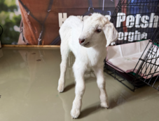 Megdöbbentő állatkínzás Sepsiszentgyörgyön: újszülött kecskegidát dobtak a szemetesbe