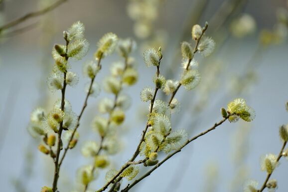 A nagyhét kezdete: ma van virágvasárnap