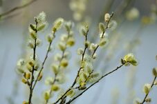 A nagyhét kezdete: ma van virágvasárnap