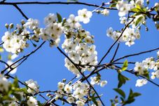 Bolondos április: hirtelen hőmérséklet-ingadozások és sok eső várható