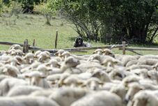 Kiskérődző-pestis: Újabb gócpont Maros megyében – Több mint 800 juhot kell leölni
