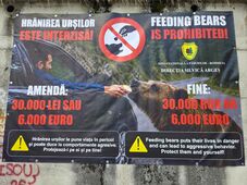  Több mint 100 ezer lejnyi bírságot szabtak ki a Transzfogarasi úton medvét etető turistákra