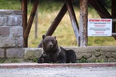 Medvekilövési kvóta: újra megszavazta a szenátus a törvényt, elutasították az államfő kifogásait
