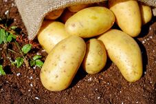 A tavalyinál nagyobb a krumplitermés, de a fogyasztást nem fedezi