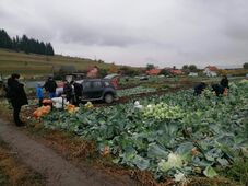 Hálaadás a Nád-dűlőben – Betakarították a szépvízi káposztát