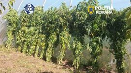 Kannabiszültetvényre csaptak le a rendőrök Sepsiszentgyörgyön: előzetesbe kerülhet a 62 éves díler