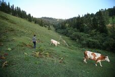 Hargita megye zöld aranya – Gyep- és legelőgazdálkodásról szakszerűen