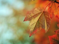 Négyhetes előrejelzés: november elejéig kitart az enyhe idő