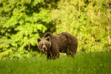 Medve jár a Tárnica-tónál, óvatosságra intik a látogatókat (VIDEÓ)