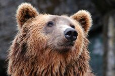 RO-Alert riasztást adtak ki – Medve tűnt fel egy bevásárlóközpontnál
