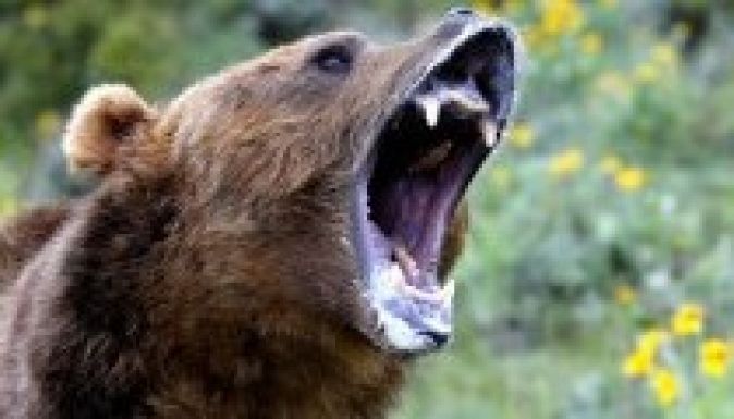 Medvetámadás Gyergyó mellett: egy juhász eltűnt, vélhetően meghalt