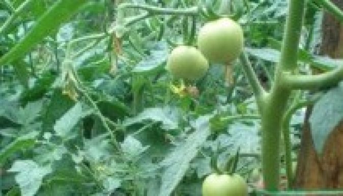 Új uniós szabályozás miatt betilthatnák a kerti veteményest