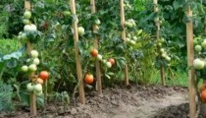 Sógor Csaba: még nincsenek veszélyben a kerti veteményesek